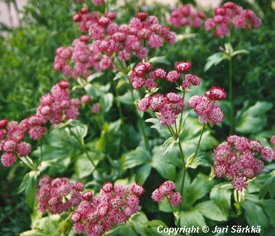  Astrantia major Rosensymphonie